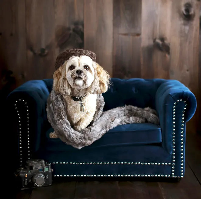 Pet Furniture